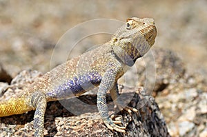 Trapelus agilis , Brilliant ground agama on rocks