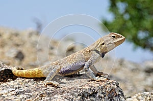 Trapelus agilis , Brilliant ground agama on rocks