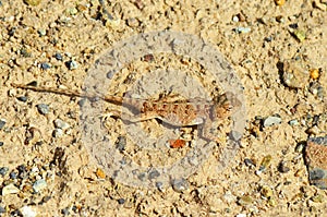 Trapelus ruderatus , Horny-scaled Agama