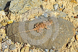 Trapelus ruderatus , Horny-scaled Agama on rock