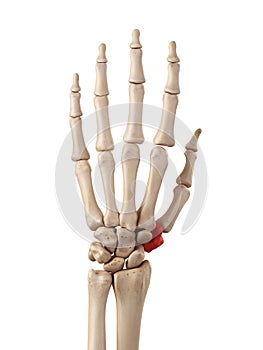 The trapezium bone photo