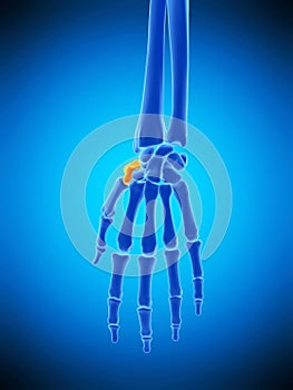 The trapezium bone