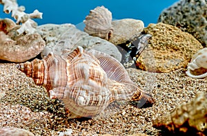 Trapezium fascilarium seashell underwater