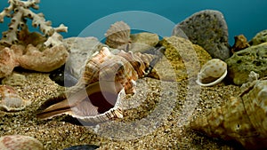 Trapezium fascilarium seashell underwater 4K