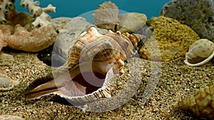 Trapezium fascilarium seashell underwater HD