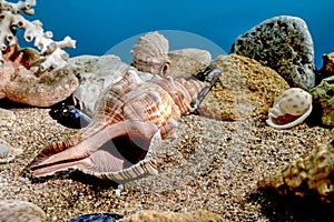 Trapezium fascilarium seashell underwater photo