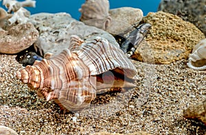 Trapezium fascilarium seashell underwater photo