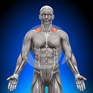 Trapezius Front / Nech Muscles - Anatomy Muscles