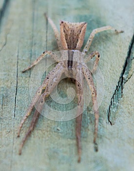 Trapezoid Crab Spider Sidymella trapezia