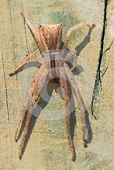 Trapezoid Crab Spider Sidymella trapezia