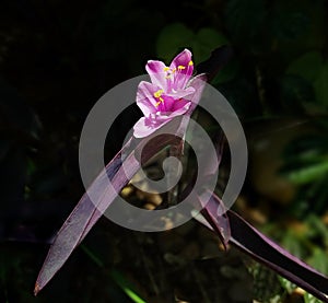 Tradescantia pallida \'Purple Heart\' flower photo