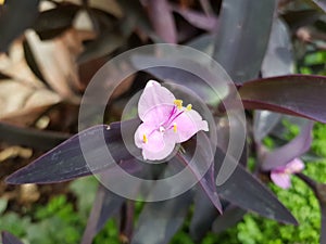 trapoeraba roxa flower in garden photo