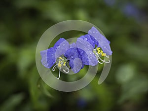 Trapoeraba wet flower Brazil photo