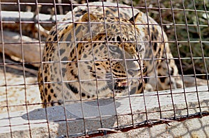 Trapped Angry Cheetah
