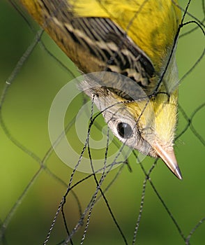 Fangen vogel!  