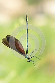 Trapped damselfly