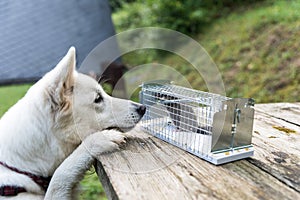 Trapped dormouse in live trap