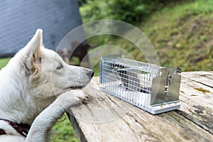 Trapped dormouse in live trap