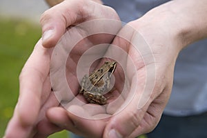 Trapped Frog