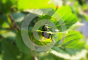 Trapped Japanese Beetle