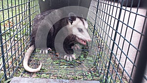 Trapped Possum