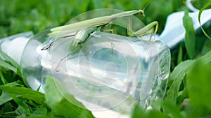 Trapped praying mantis on discarded hand sanitizer dispenser pollution.COVID19