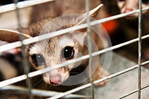 Trapped Ring-Tailed Cat-1