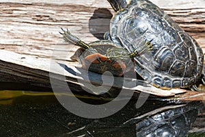 Trapped Turtle by a Pond