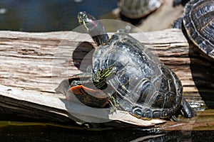 Trapped Turtle by a Pond