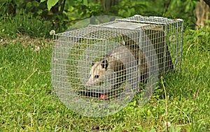 Trapped Virginia Opossum