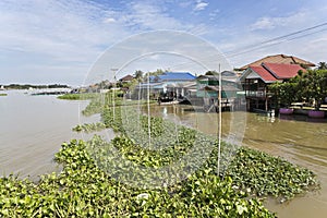 Trapped Water Hyacinth