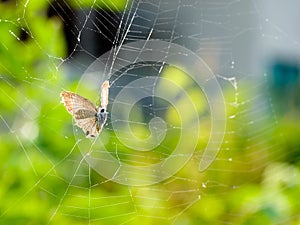 Trapped in a Web