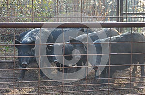 Trapped Wild Hogs photo