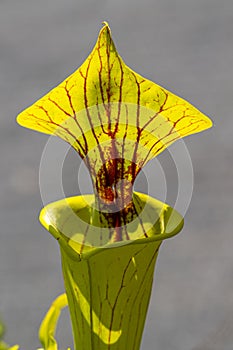 Trapping Leaf of a Yellow Pitcher Plant