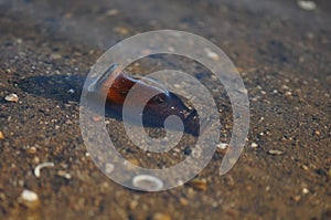 Trash bottle on the beach