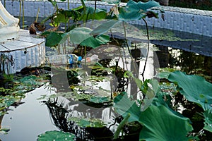 Trash and bottles adorn Water lilies in a fountain, Hpa An Myanmar