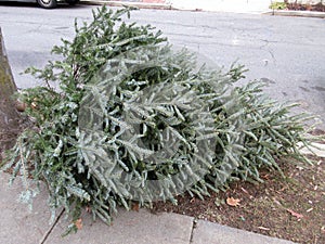 Trash Day for Christmas Trees