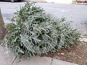 Trash Day for Christmas Trees photo