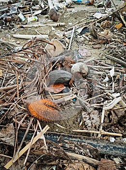 Trash-Infested Beaches: The Devastating Impact of Waste Accumulation on Coastal Sands