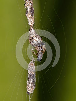 Trashline Orbweaver