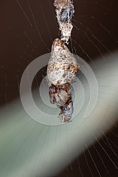 Trashline Orbweaver