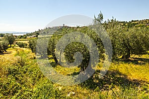 Trasimeno Lake (Umbria) and olive trees