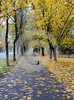 Travel through the autumn park in the city, watching the natural changes, plunging into the daytime fog and enjoying the communica