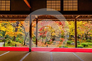 Travel bubble. beautiful view of colorful maple leaf in Japanese garden in autumn season