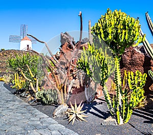 Travel concept. Amazing view of tropical cactus garden Jardin de Cactus in Guatiza village. Location: Lanzarote, Canary Islands