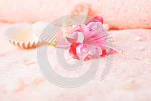 Travel concept with delicate pink flower fuchsia, seashells