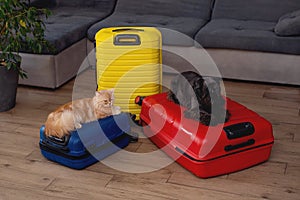 travel concept. dog and cat sitting in suitcase