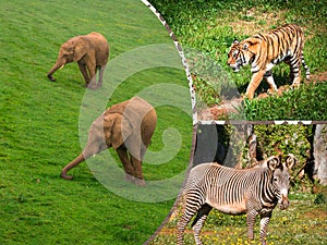 Travel concept with photos collage wild african animal