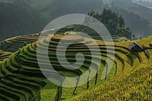 Travel destination rice terraces,Vietnam.