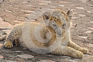 Travel destination South Africa. Lion Cub lies down on the ground